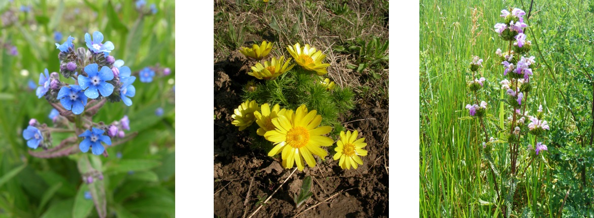 botanical_garden botanical_garden