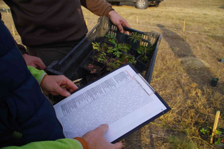 Fuveszkert_telepites Fuveszkert_telepites