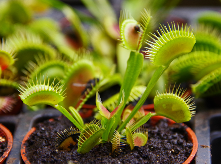 venusz_legycsapoja venusz_legycsapoja