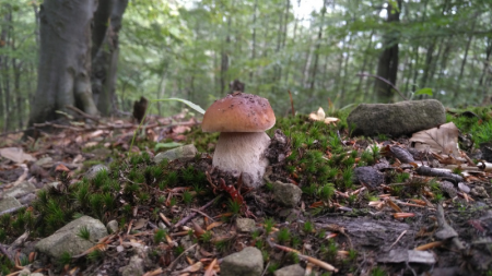mushrooms-2774018_1920